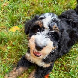 Louis - Tri-color male Bernedoodle puppy in Sherman, Illinois from Shirl Doodle Life