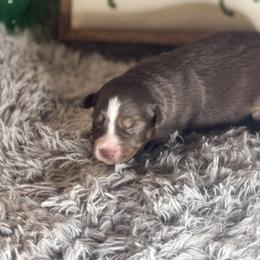 Crush - Red tri male Miniature Australian Shepherd puppy in California from Eagle River Aussies