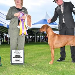 Junior - Rhodesian Ridgeback