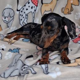 Dean - Dapple male Dachshund puppy in Piggott, Arkansas from KL Country