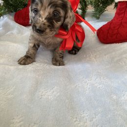 Dachshund Puppies from Brooke Brumley