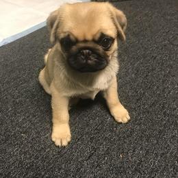 Pug Puppies from Pickwick Pugs