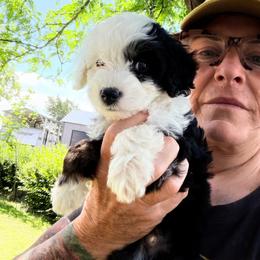 Piper - Tri-color male Bernedoodle puppy in Saint Francis, Kansas from Land of Oz Doodles