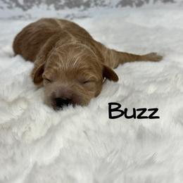Buzz - Apricot male Goldendoodle puppy in Nortonville, Kentucky from Deb’s KY Doodles