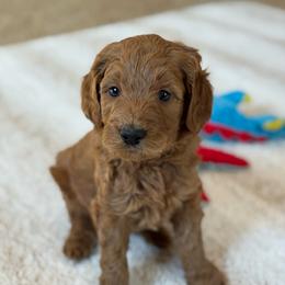 Wishbone - Red  male Goldendoodle puppy in Wharton, Texas from Little Fur Friends