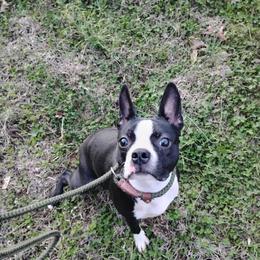 Bowser - Black and white male Boston Terrier puppy in Catawba, North Carolina from Lil Wiggles Boston Terriers