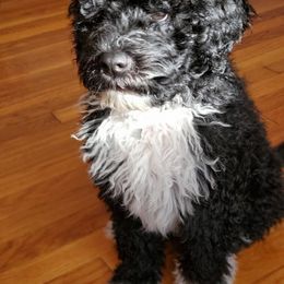 Portuguese Water Dog Puppies from Prestige Portuguese Water Dogs