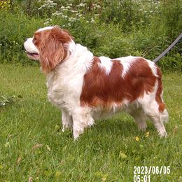 Casey - Cavalier King Charles Spaniel