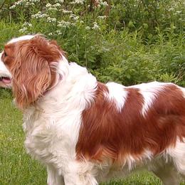 Casey - Cavalier King Charles Spaniel