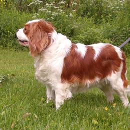 Casey - Cavalier King Charles Spaniel