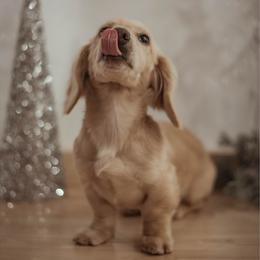 Hank - Dachshund