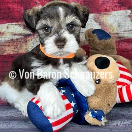 Miniature Schnauzer Puppies from Von Baron Schnauzers