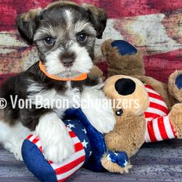 Miniature Schnauzer Puppies from Von Baron Schnauzers