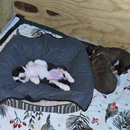 Saint Bernard Puppies from Cincinnati St. Bernards