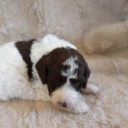 Maui - Parti male Assorted Doodle Crosses puppy in Heyburn, Idaho from Royal T Acres