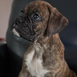 Boxer Puppies from TwinBrook Boxers