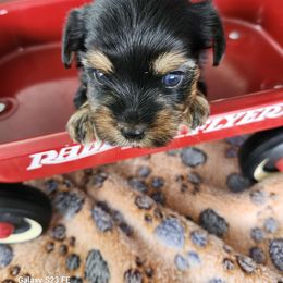 Boy 2 - Blue and gold male Yorkshire Terrier puppy in Tacoma, Washington from Anks Toys Yorkshire terriers