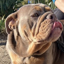 Bulldogs from Pikabullz