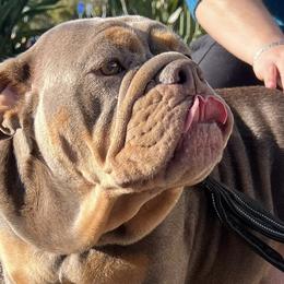 Bulldogs from Pikabullz