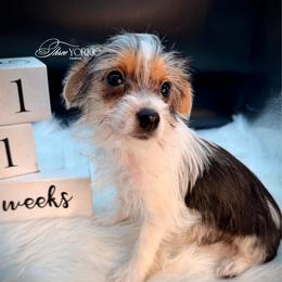 Black-white boy - Parti male Yorkshire Terrier puppy in Machesney Park, Illinois from Three Yorkie Family