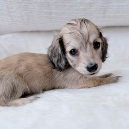 Lexi 1st pictures in group - Cream female Dachshund puppy in Richmond, Virginia from Irresistible Dachshunds & Cavaliers