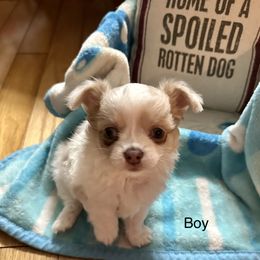 Chihuahua Puppies from Clements Chihuahua