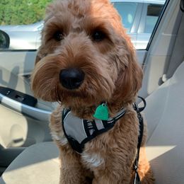 Cherry - Goldendoodle