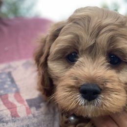 Cavalier King Charles Spaniels, Cavapoos, and Poodles from Loblolly Ranch