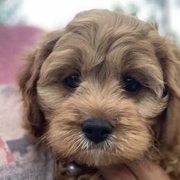 Cavalier King Charles Spaniels, Cavapoos, and Poodles from Loblolly Ranch