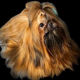 Bean - Shih Tzu