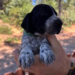Parsley - green collar - Black roan male German Shorthaired Pointer puppy in Mokelumne Hill, California from Underhill GSP
