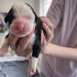 Fortune - Black and white female Sheepadoodle puppy in Rocky Point, North Carolina from CelticDoods