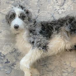 Aussiedoodles from Oh My Darlin Doodles
