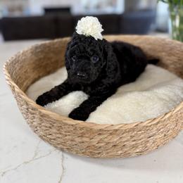 Magenta collar - Black female Goldendoodle puppy in Indiahoma, Oklahoma from Farm Fresh Doodles