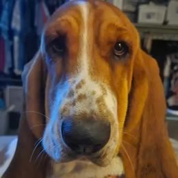 Daisy - Basset Hound