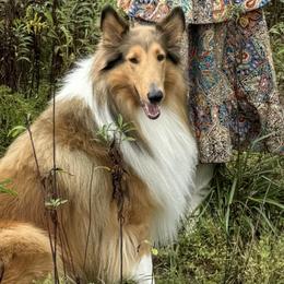 Collies from Tucker Creek Collies