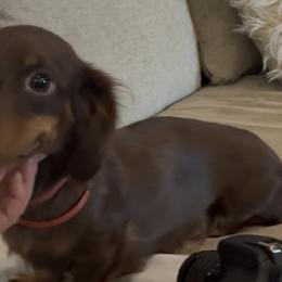 Duchess - Dachshund
