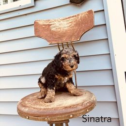 Sinatra - Chocolate merle male Bernedoodle puppy in Spring Valley, Wisconsin from Filipiak Breeders