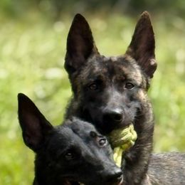 Personal Protection dog- older pup- trained - Brindle male Belgian Malinois puppy in Dallas, Texas from OreVis Malinois