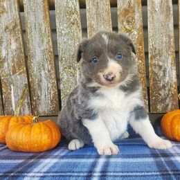 Girl 2 - Slate Border Collie puppy in Conway, Missouri from Cook Family Farms