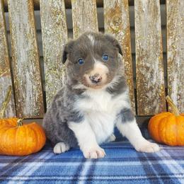 Girl 2 - Slate Border Collie puppy in Conway, Missouri from Cook Family Farms