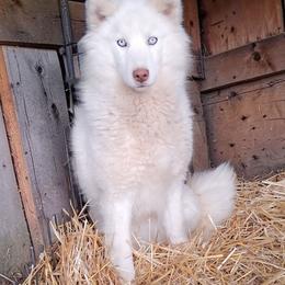 Dasha - White female Siberian Husky puppy in West Liberty, Ohio from Skyfallsiberians