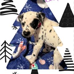 LUA Seraphina - White and black female Dalmatian puppy in Las Vegas, Nevada from 101 Dew Dream Valley Dalmatians