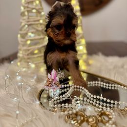 Tiny Citrine (Mini Shop and Hocus Pocus Lineage) - Black and tan female Yorkshire Terrier puppy in Pittsburg, California from Crystal Garden Yorkies