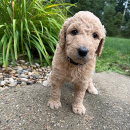 Black - Boy - Red  male Goldendoodle puppy in Kent City, Michigan from Hannah Mae Doodles