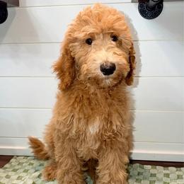 Benjamin - Red  male Goldendoodle puppy in Pasadena, Texas from Toledo Creek Doodles