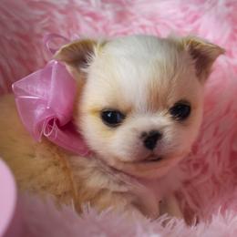 Queenie - Cream and white female Chihuahua puppy in Gloucester, Virginia from Charlotte's Web of Chihuahuas