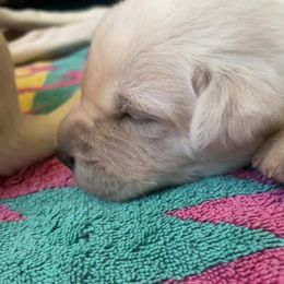 Labrador Retriever Puppies from Joy Luck Labs, LLC