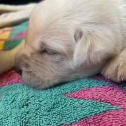 Labrador Retriever Puppies from Joy Luck Labs, LLC