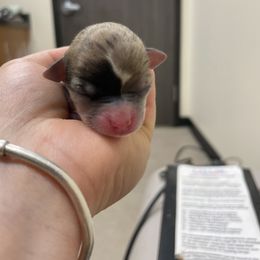 Tom - Merle male Chihuahua puppy in Westport, New York from Chantilly chihuahuas